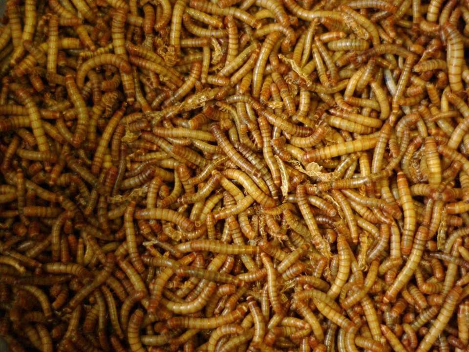 Insect farming startup Ÿnsect tops up Series C round to $372 million