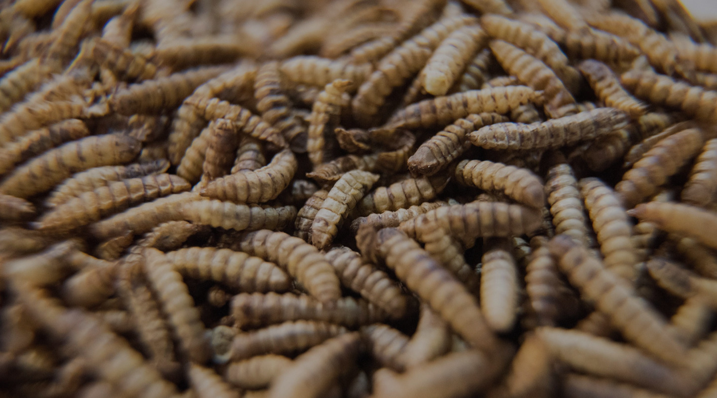 Start-up that turns insects into animal feed raises $125m