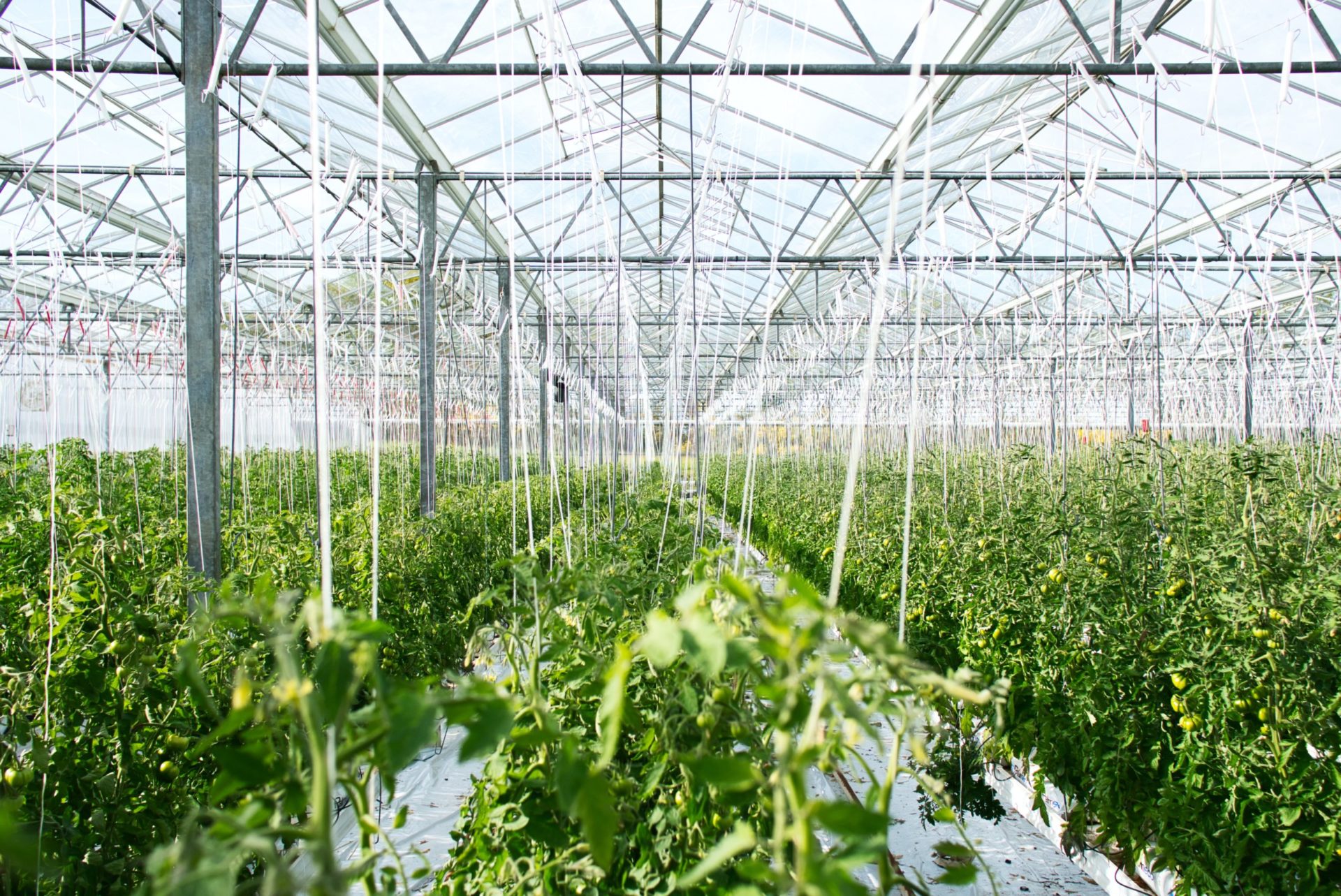 Infarm Announces New Vertical Farming Facility In Copenhagen