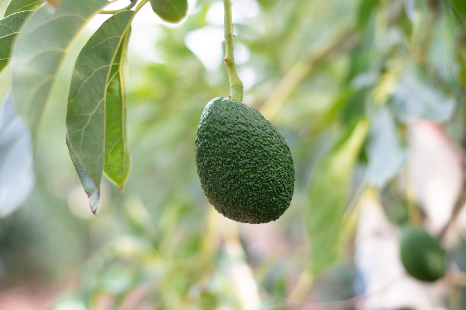 A Day at Apeel: Stress Testing Avocados