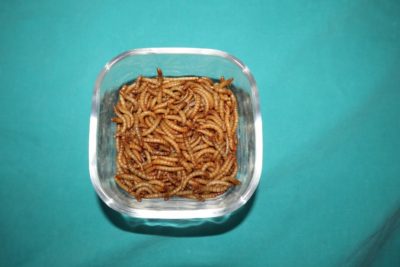 Ynsect Insects Mealworm
