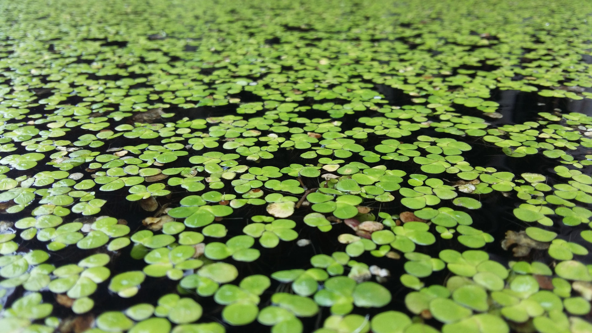 Increase in Veganism Propels Demand For Duckweed, One of World’s Most Sustainable & Nutritious Plants