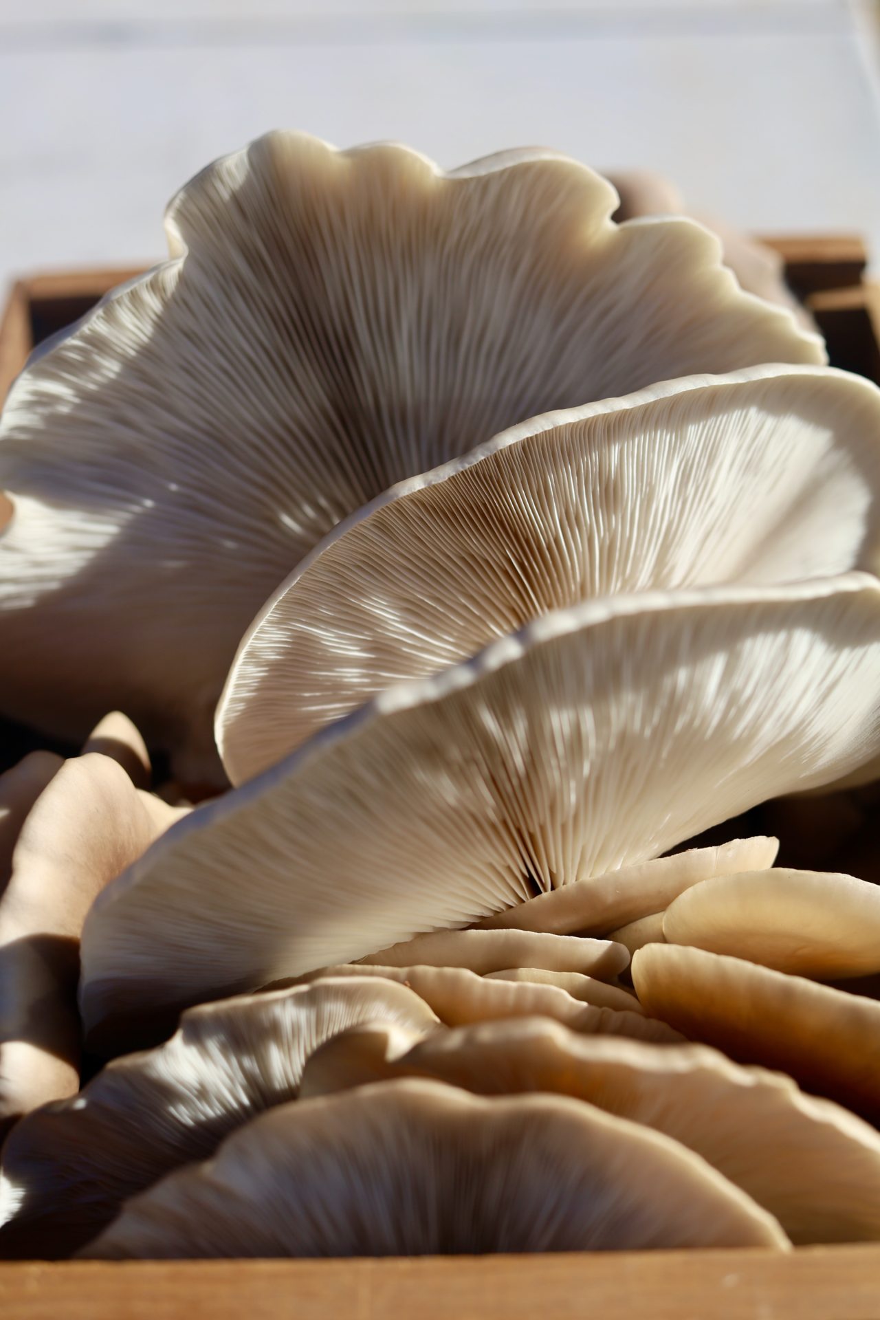 The fungi future is here — at an urban mushroom farm just south of downtown L.A.