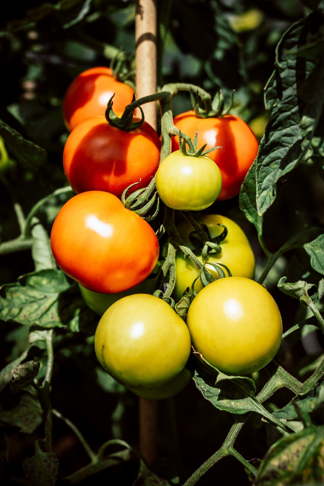 IUNU Introduces New Greenhouse Tomato Imaging System