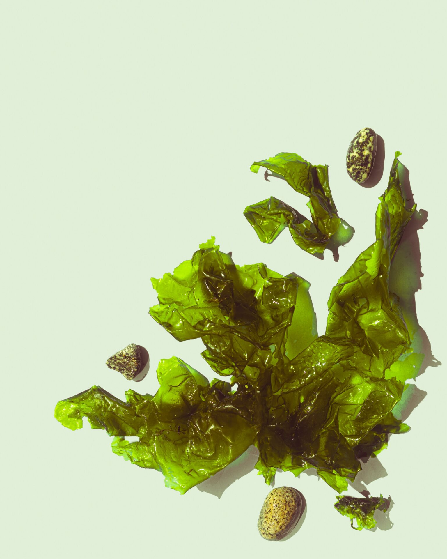 Des algues plutôt que du plastique pour emballer votre repas