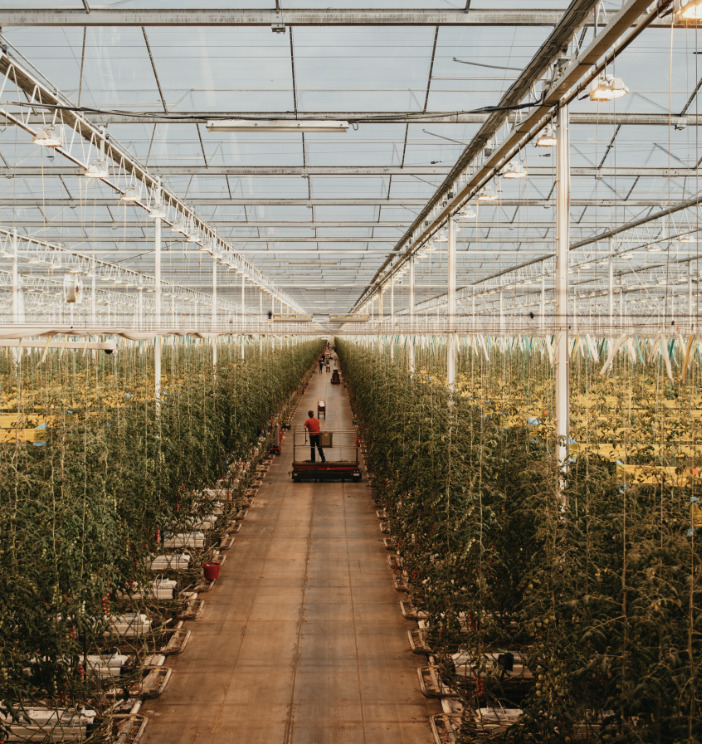 Source.ag Expands PlantApp to Support Pepper andCucumber Cultivations